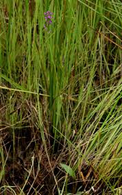 Image result for Cynorkis anacamptoides