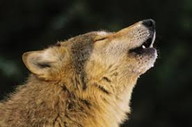 The History Of Dogs Part 2 Petplan