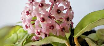 Image result for hoya plant flower