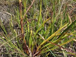 Image result for Crassula vaginata