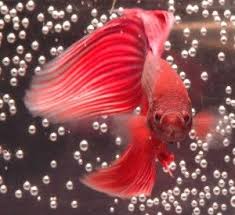 Betta Fish Siamese Fighting Fish Betta Fish Care Betta