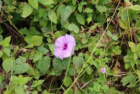Image result for Ipomoea venosa