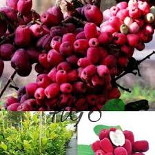Bibit tanaman buah yang kami jual berumur minimal 3 bulan dan siap untuk ditanam langsung di dalam pot atau langsung di tanah yang cocok dengan jenis bibit. Jual Jual Bibit Tanaman Buah Jambu Bira Langka Tulen Kota Surabaya Zaffa Agro Tokopedia