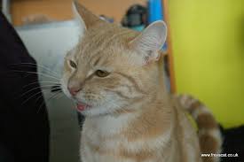 My cat has a lump on the end of her tail also, she's 13. Lump On Cat Chin