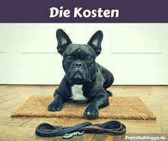 Egal, ob mädchen oder junge, ein ausgewachsener bully braucht am tag gerade einmal um die 45 minuten auslauf. Franzosische Bulldogge Kosten Damit Musst Du Rechnen Franz Bulldogge