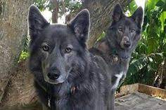 410 Germandutch Shepherds Ideas In 2021 German Shepherd Dogs Dogs Shepherd