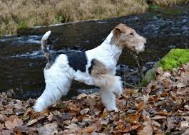 Image result for foxterier drsnosrstý