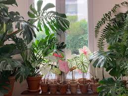 Maybe you would like to learn more about one of these? Comment Faire Germer Et Cultiver Le Caladium