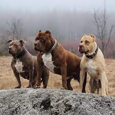 iam thehulk the hulk with his parents love this family photo hulk the pitbull pitbulls bully dog