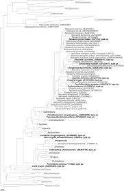 Image result for Neisseriaceae