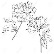 We did not find results for: Vector Peony Floral Botanical Flower Wild Spring Leaf Wildflower Isolated Black And White Engraved Ink Art Isolated Peony Illustration Element Stock Photo Picture And Royalty Free Image Image 123240221