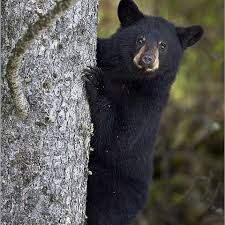 Sevimli Dostlar Sevimlidostlar Tr Instagram Fotograflari Ve Videolari In 2020 Animals Black Bear
