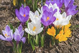 Um welche blumen handelt es sich hier? Blumen Jahreskalender So Bluht Ihr Garten Immer Aroundhome