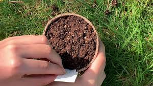 It's possible that the baby cactus will have the diffe. Growing Succulents And Cactus From Seed Youtube