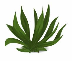 Check spelling or type a new query. Tall Grass Images Non Flowering Plants With Names Transparent Png Download 449623 Vippng