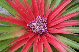 Image result for Vandellia humilis