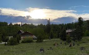 Sometimes you don't want to leave your cat at home either! Colorado Pet Friendly Cabins Fluffy Will Love Wags And Woofs