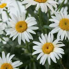 Image result for Ipomoea leucanthemum