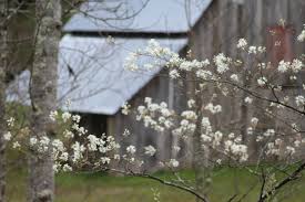 We did not find results for: Sarvis Tree Blossoms Signal The Arrival Of Mountain Spring West Virginia Explorer
