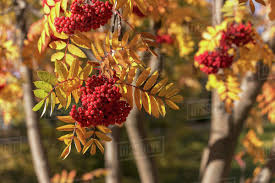 There are a lot of berris on a big branch. Clusters Of Red Berries On A Mountain Ash Sorbus Aucuparia Tree In Autumn Edmonton Alberta Canada Stock Photo Dissolve