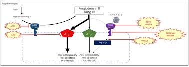 Now, let us explore, enumerate, and explain the complete mechanism. Understanding The Renin Angiotensin Aldosterone Sars Cov Axis A Comprehensive Review European Respiratory Society