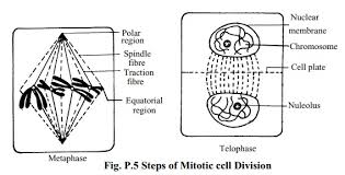 Check spelling or type a new query. Study Of The Stages Of Mitosis From Permanent Slides
