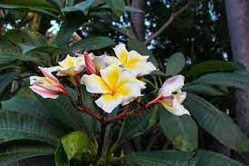 Our indian summer sale is on! Pruning Frangipani Or Plumeria How And When To Prune