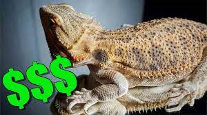 Sep 09, 2020 · september 9, 2020. The Cost Of Owning A Bearded Dragon Youtube