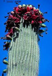 We did not find results for: Saguaro Cactus Fact Sheet