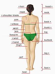 Why are there zones where women feel more? Human Body Parts Pictures With Names Body Parts Vocabulary Leg Head Face