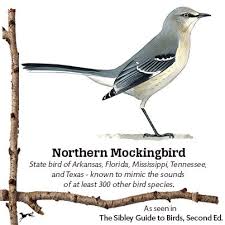 Birds That Sing At Night In Texas If You Ve Been Kept Awake By A Bird Singing All Night In Your Yard The Northern Mockingbird Is Probably The Culprit Sibley Sibley Guide To Birds Bird Species