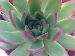 As cute as they are, succulents don't always make. Succulent Plant Echeveria Agavoides Red Tip Lovely Red Trim On The Tips Of A Beautiful Rosette Style Plant Suculentas Jardineria Plantas