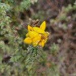 Image result for Argyrolobium fischeri