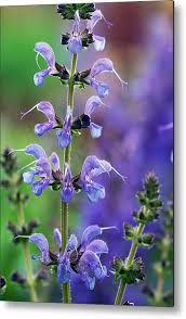 Image result for Salvia pratensis `Rose Rhapsody