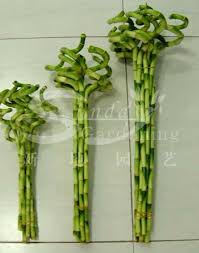 نبات البامبو زينى بيتك من غير تعب ولا مشاكل النبات الطبيعى