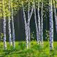 Paint & Sip with Artist Elizabeth Cleary