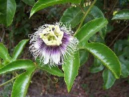 Image result for Passiflora edulis