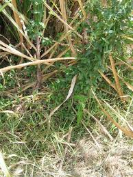 Image result for Teramnus