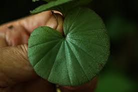 Image result for Nervilia crociformis