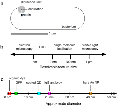 How big is a cell in nanometers. Molecules Free Full Text Imaging Live Cells At The Nanometer Scale With Single Molecule Microscopy Obstacles And Achievements In Experiment Optimization For Microbiology Html