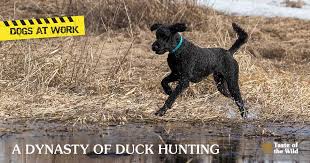 Well, you've come to the right. Standard Poodles As Bird Dogs Taste Of The Wild Pet Food