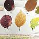 Introduction to Nature Journaling