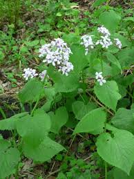 Lunaria is a nonprofit organization, secular, independent and autonomous by the parties founded in 1992. Lunaria Rediviva L