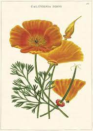 Check spelling or type a new query. California Poppy Poster In Kinderpostershop De