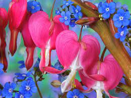Bleeding Heart Flowers Bleeding Heart Flower Flowers Bleeding Heart