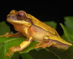 Image result for Cryptolepis hypoglauca