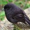 This is the black robin of new zealand, a formidable little nugget that has set new standards for how we save the world's most endangered birds from the brink of extinction. Https Encrypted Tbn0 Gstatic Com Images Q Tbn And9gcqclccxpaxzzkteiijg4tz0 3jivll05ceddgkialpff6tusaxx Usqp Cau