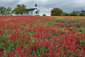 Wild And Wonderful 4 Amazing Wildflower Drives Texas Highways Wild Flowers Beautiful Places Highland Lakes