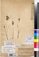 Image result for Pycreus aethiops