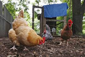 Check spelling or type a new query. Rise In Salmonella Cases Among Backyard Chickens Worries Health Officials News Columbus Monthly Columbus Oh